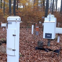 Quecksilbereinträge im Wald