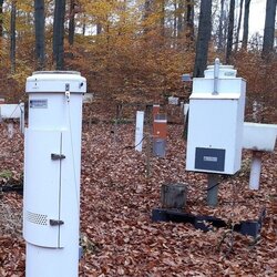 Quecksilbereinträge im Wald