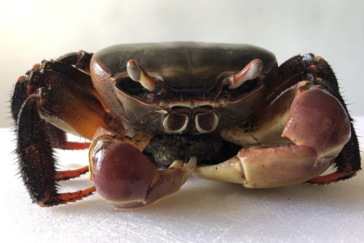 Riesenlandkrabbe (Cardiosoma carnifex)