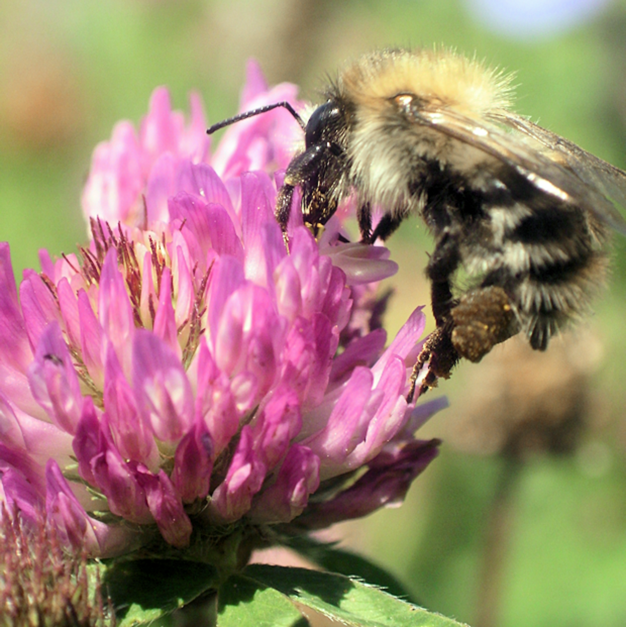 Ackerhummel (Bombus pascuorum, Scopoli) auf Rot-Klee (Trifolium pratense, L.)