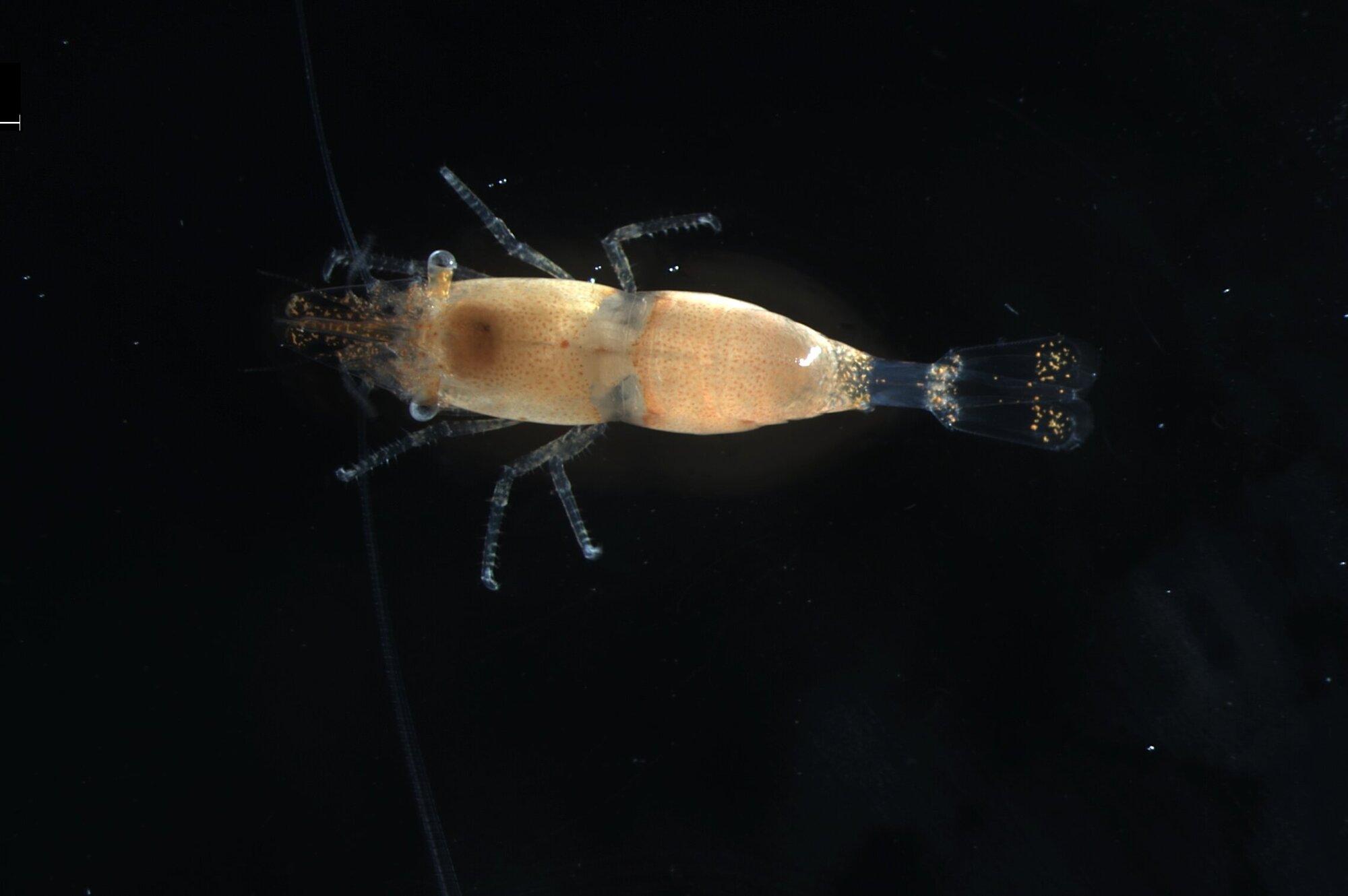 Eine junge Sargassum Garnele