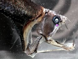 Walther Herwig III, 404. Reise