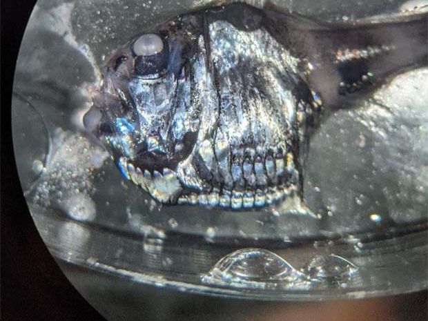 Mariner Beilbauchfisch (Argyropelacus hemigymnus) unter dem Binokularmikroskop.