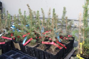 Vertrocknete Fichten aus einem Gefäßversuch. In kleinen Töpfen wachsen kleine Fichten, deren Nadel zum Teil braun verfärbt sind.