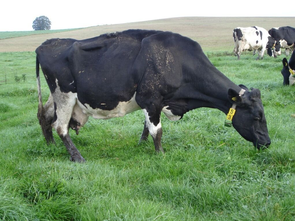 Lahme Kuh auf einer Weide