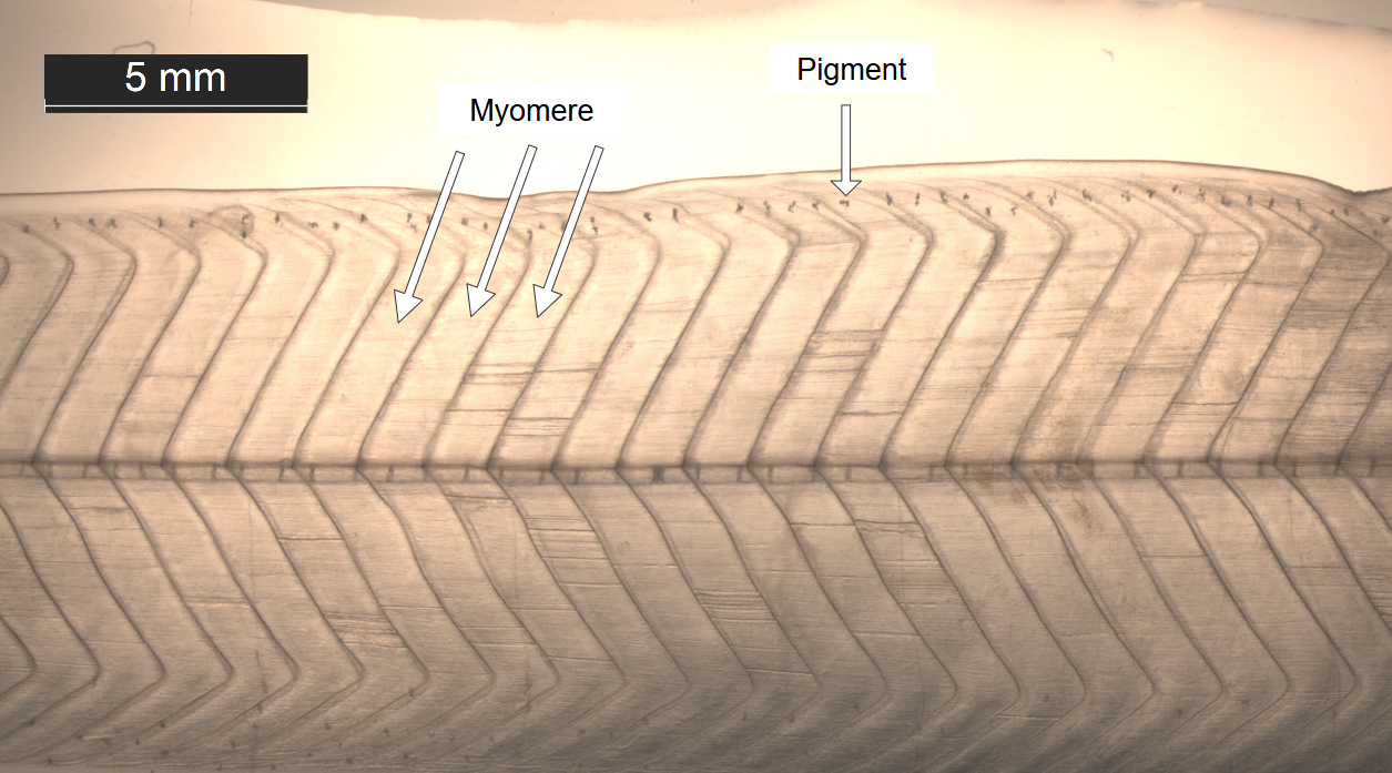Nahaufnahme einer Weidenblattlarve mit morphologischen Details: Myomere, Pigmente, Darm, vertikale Blutgefäße.