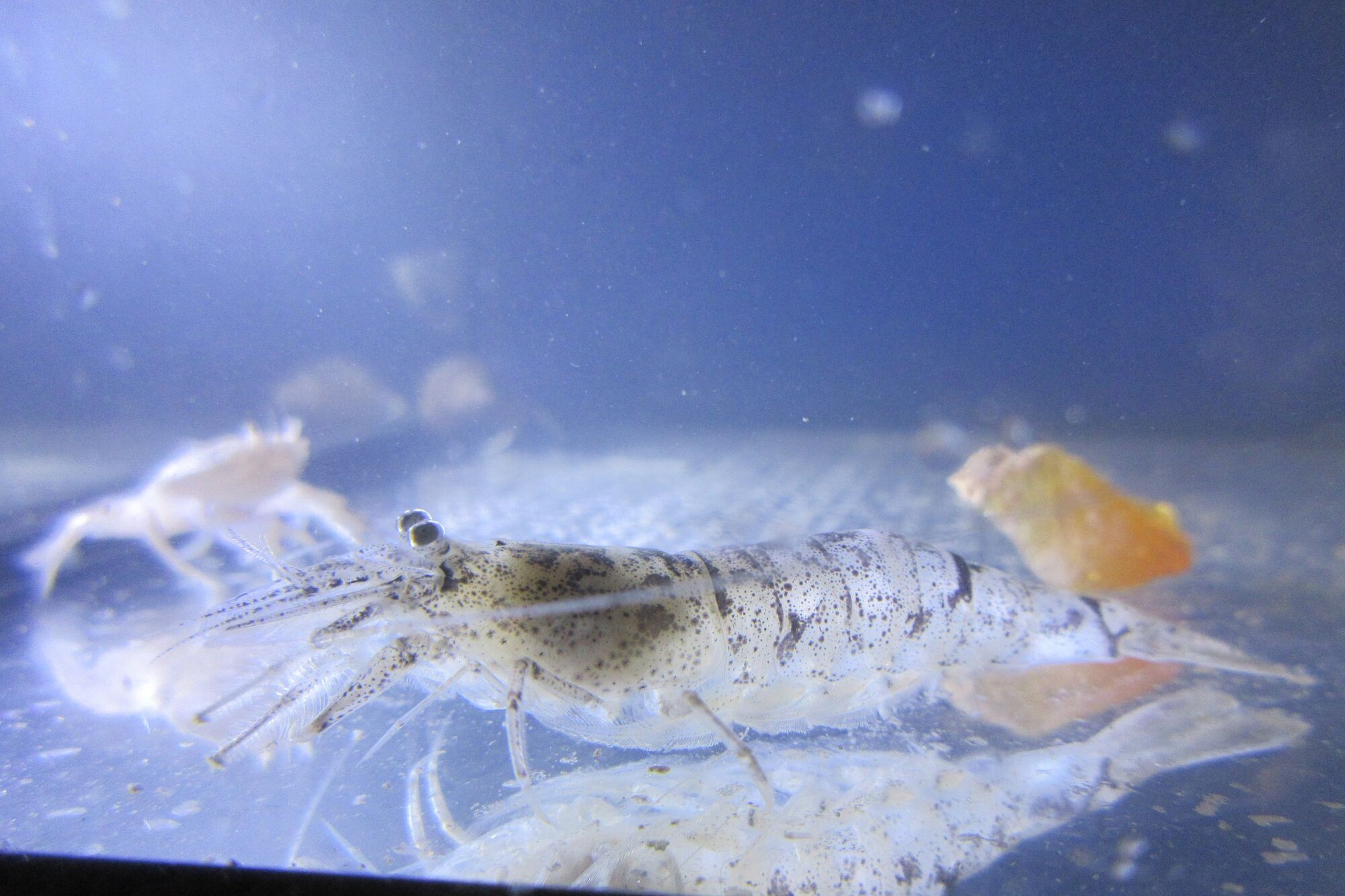 Nordseegarnele (Crangon crangon)