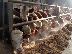 Konventionelle Rindermast