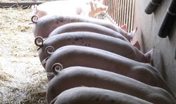 International competitiveness of pig production in the context of animal welfare aspects