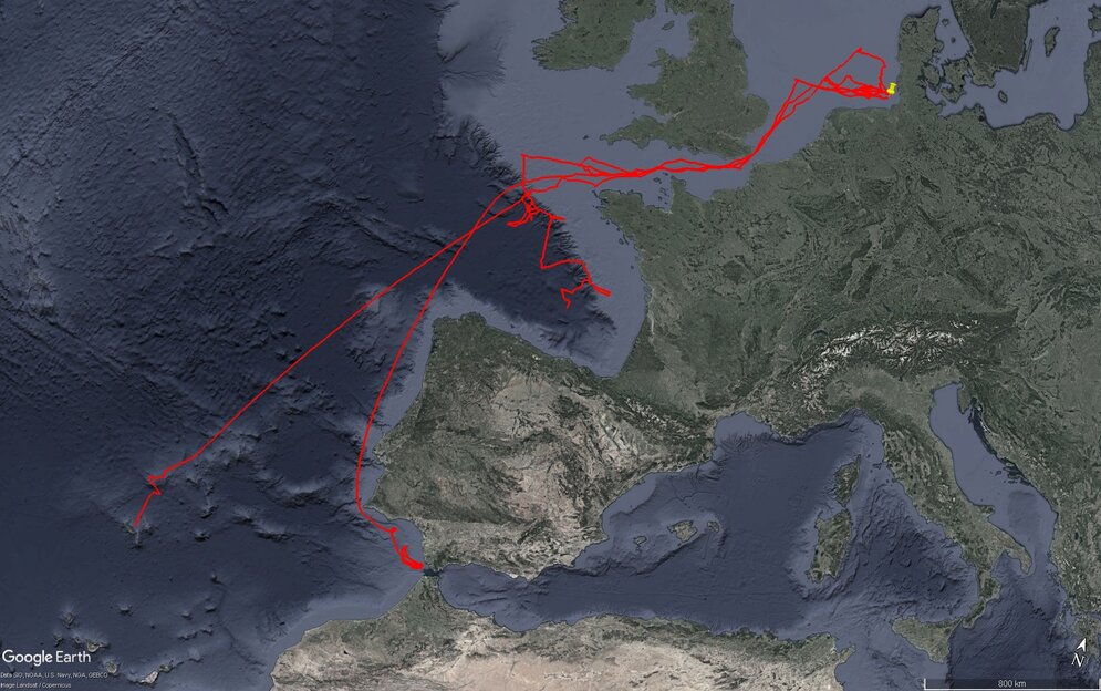 Tagging tope sharks with satellite pop-up tags. Migration routes of some sharks caught and tagged near Helgoland, reconstructed from archived series of measurements of ambient temperature, depth and ambient light transmitted by satellite.