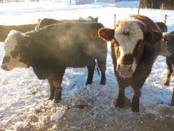 Outdoor keeping of suckler cows and beef cattle in winter