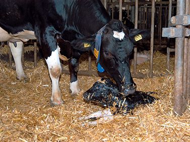 Ein neugeborenes Kalb wird von seiner Mutter trockengeleckt