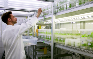 Foto eines Wissenschaftlers, der Pappelpflanzen in die Regale des Gewebekulturraums einsortiert