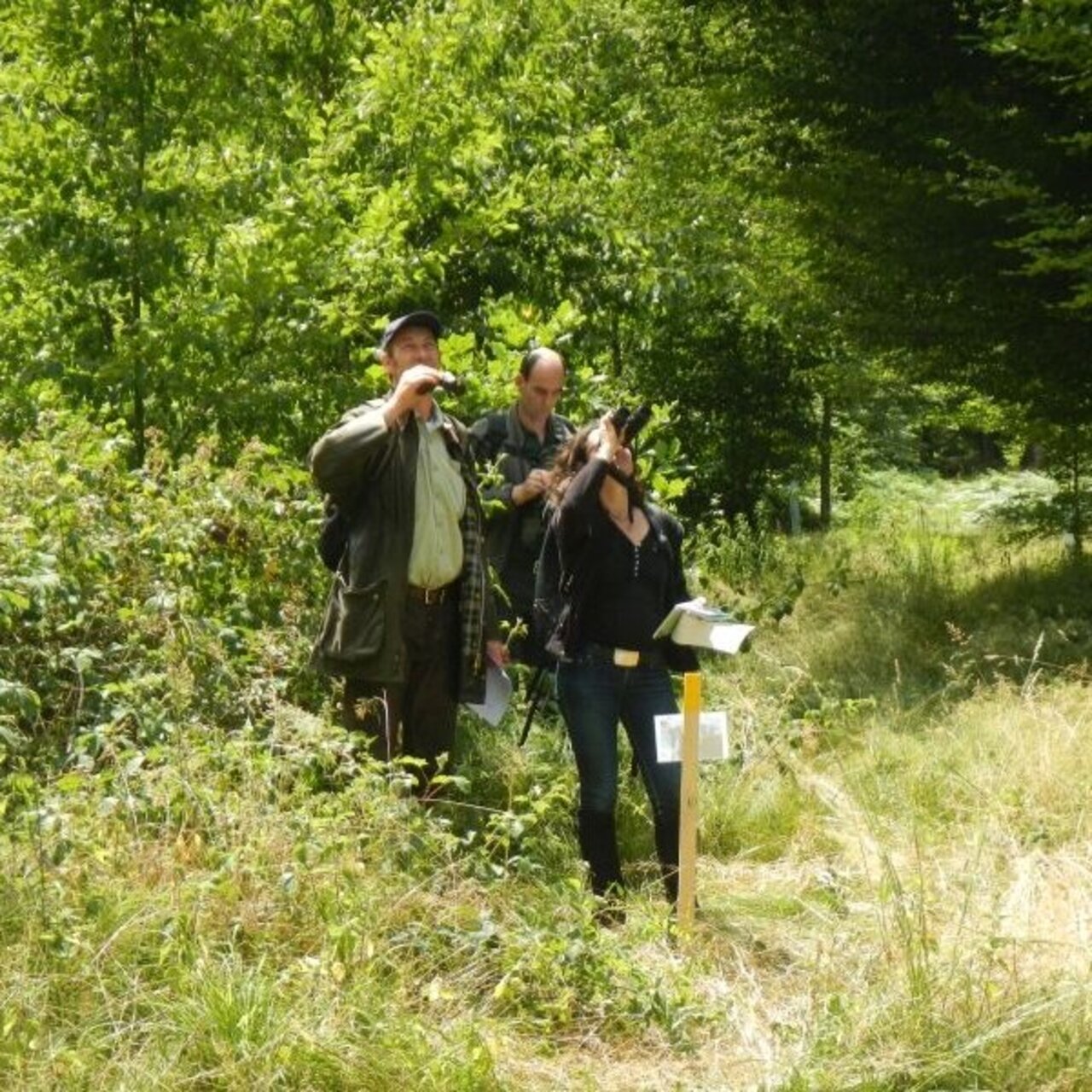 Kronenzustandsansprache