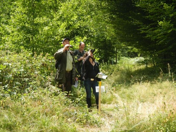 Visuelle Einschätzung des Kronenzustandes im Rahmen der Waldzustandserhebung