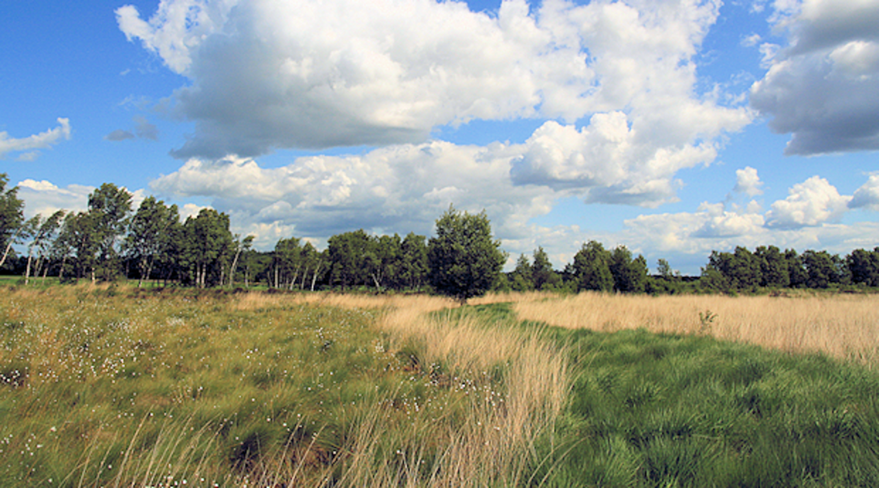 After peat harvesting, the bog „Legmoor“ (Lower Saxony) was re-wetted in 1983.