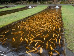 German aquaculture at a glance