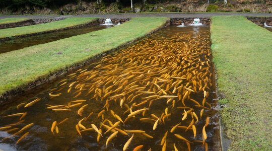 Golden trout in the flow channel