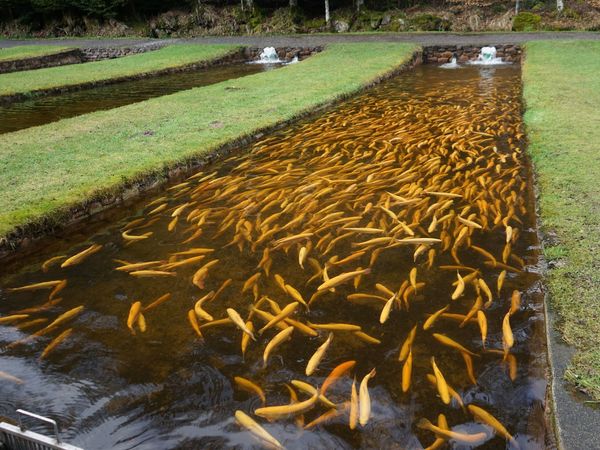 Golden trout in the flow channel