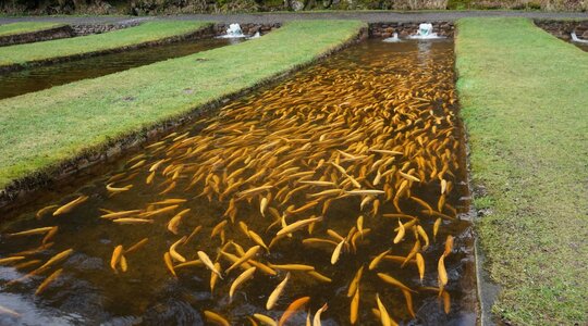 Forellen in einem Fließwasserbecken