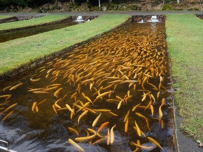 Forellen in einem Fließwasserbecken