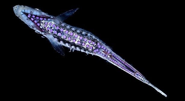 Maurolicus walvisensis