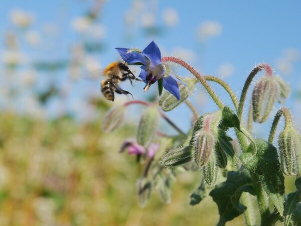 Hummel besucht Blüte 