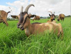 Organic goat husbandry