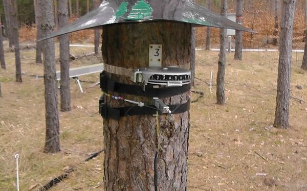 Continuously measuring dendrometer for logging the radial increment on a pine tree