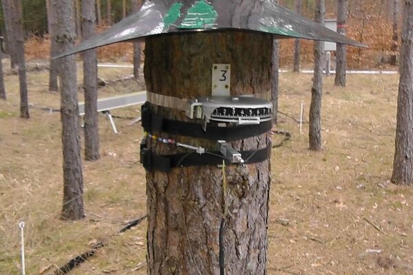 Kontinuierlich messendes Dendrometer zur Erfassung der Dynamik des Dickenwachstums an einer Kiefer.