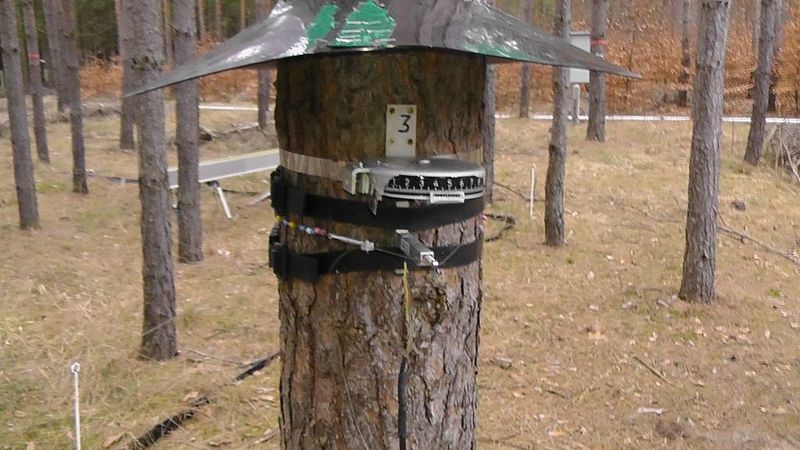 Continuously measuring dendrometer for logging the radial increment on a pine tree