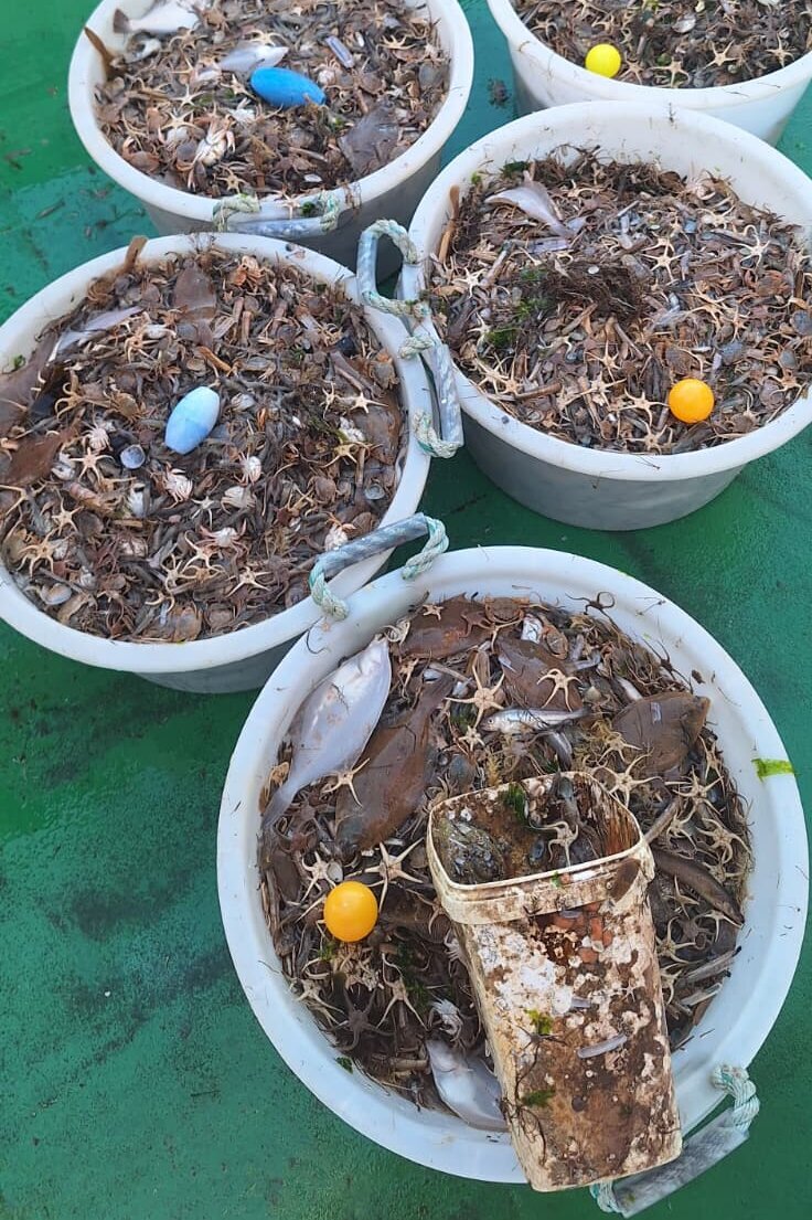 Mehrere Kübel gefüllt mit Garnelen, Beifang und Müll.