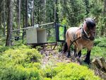 Ein Rückepferd zieht einen der Messtürme durch unwegsames Waldmoorgelände.