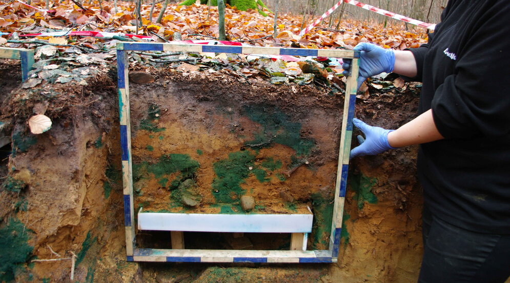 In einer Grube im Wald sind die Bodenschichten sichtbar, es wird ein Messquadrat vor das Profil gehalten.