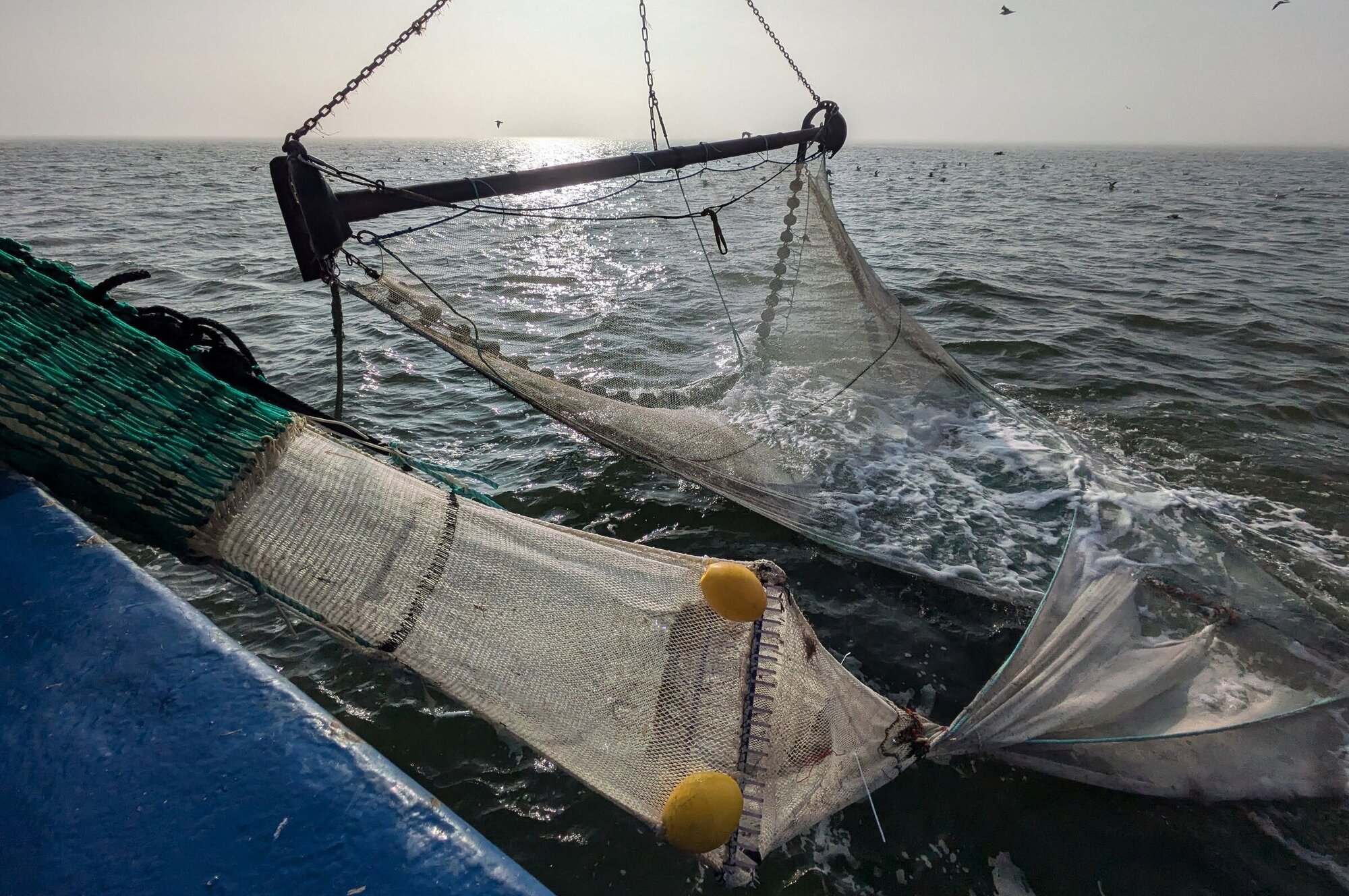 Das Gitter hängt beim einholen (hieven) des Fanges in der Luft. Das Gitter im Netz hängt etwas verdreht in der Luft.