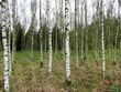 Clones of silver birch and black locust with high quality