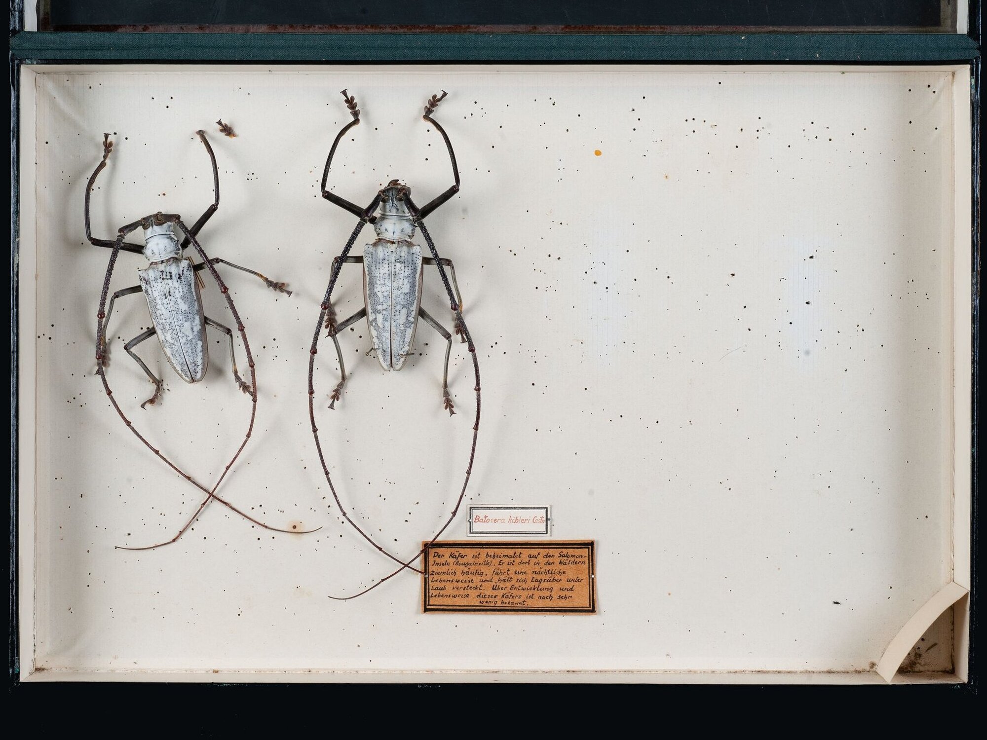 Eine Kiste mit zwei Käferrn.