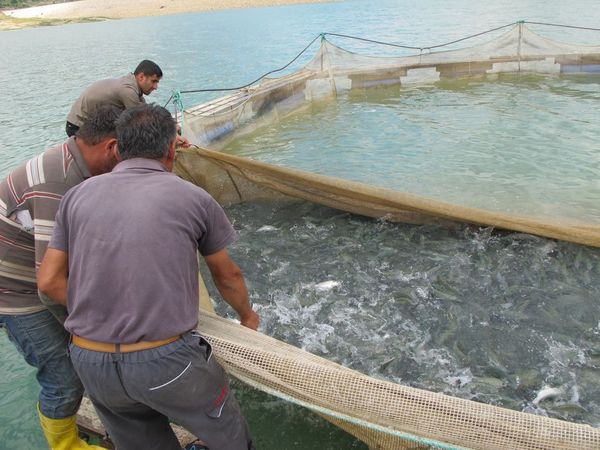 Männer füttern Fische in Aquakultur.
