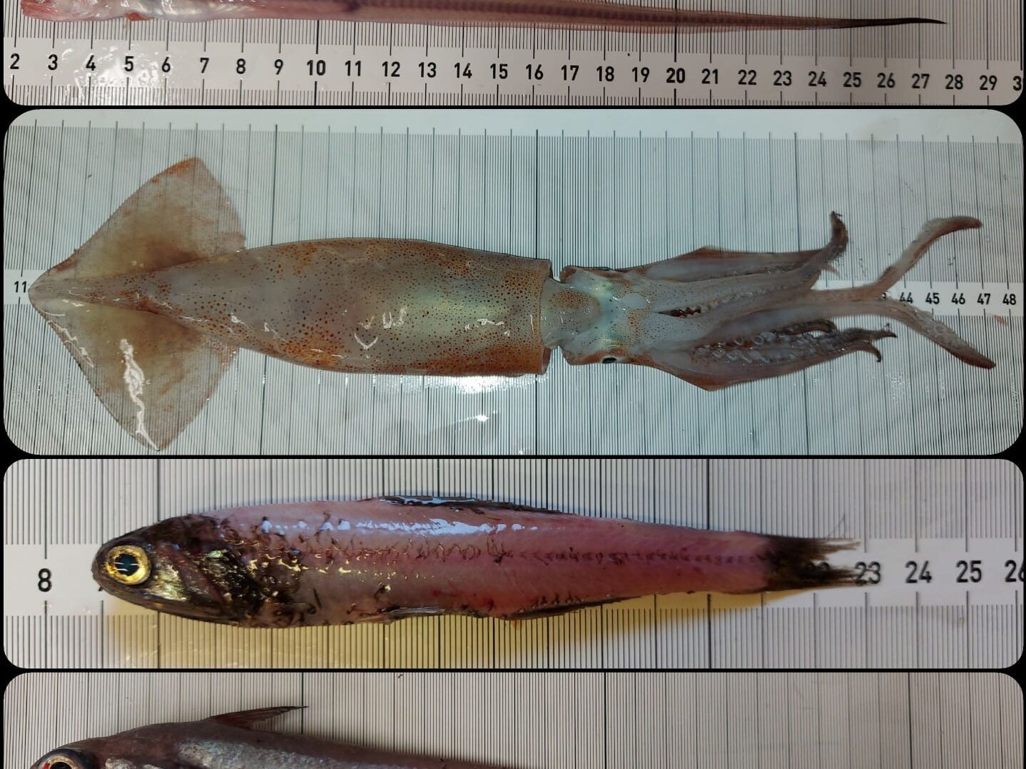 Ein zusammengesetztes Bild aus Bildern verschiedener Fischarten