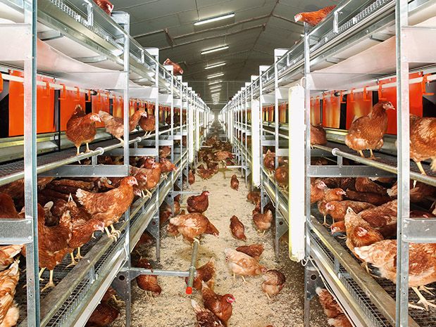 Hühner in einem Stall auf mehreren Ebenen, sie können sich frei bewegen 