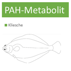 Basisdaten: PAH-Metabolit im Meeresfisch