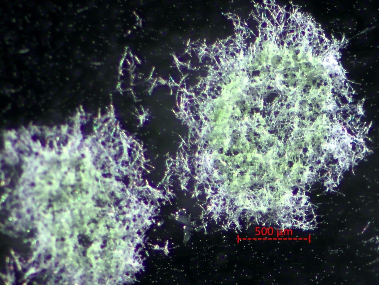 Gemeinsam bilden die Mikroalgen und Pilze ein dichtes Geflecht, das sich leicht ernten lässt. 