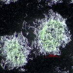 Together, the microalgae and fungi form a dense network that is easy to harvest. 