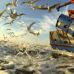 Fischerei & Umwelt Ostsee