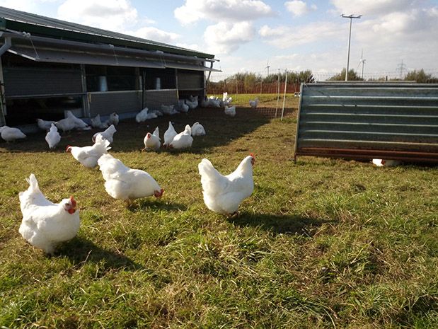 Hühner auf einer Wiese, links ist ein Stallgebäude, rechts ein kleiner Unterstand