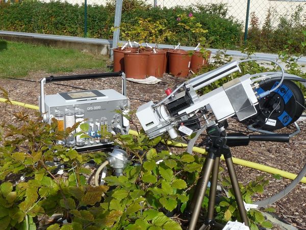 Measuring the photosynthesis and transpiration of beeches with a porometer