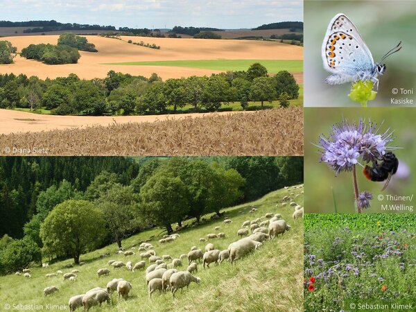 Kollage Agrarlandschaft, Schafbeweidung, Schmetterling, Hummel und Blühstreifen