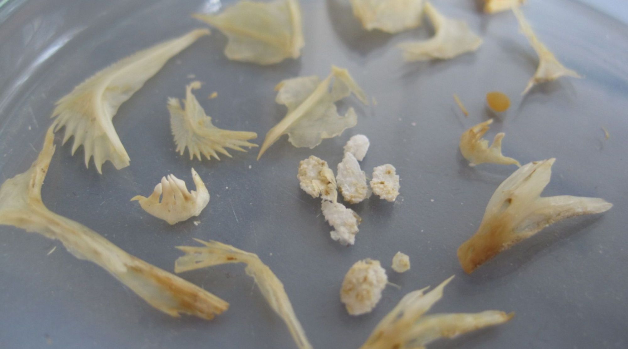 sorted fish bones from a cormorant spit ball in a petri dish