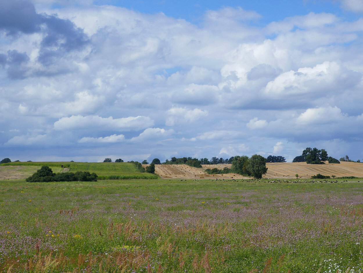 Lower Saxony's agricultural and food systems are to become more crisis-proof. In the foreground, a field with flowering plants; in the background, a grain field and a cornfield, with a few trees and bushes in between.