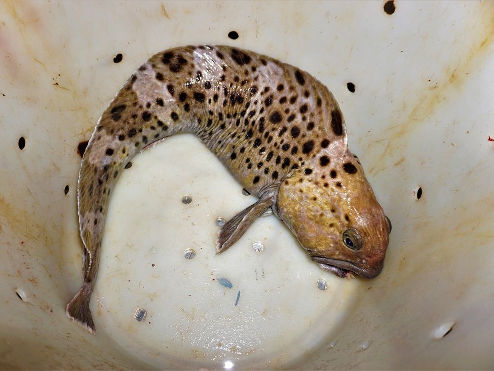 Ein Fisch in einem Eimer.
